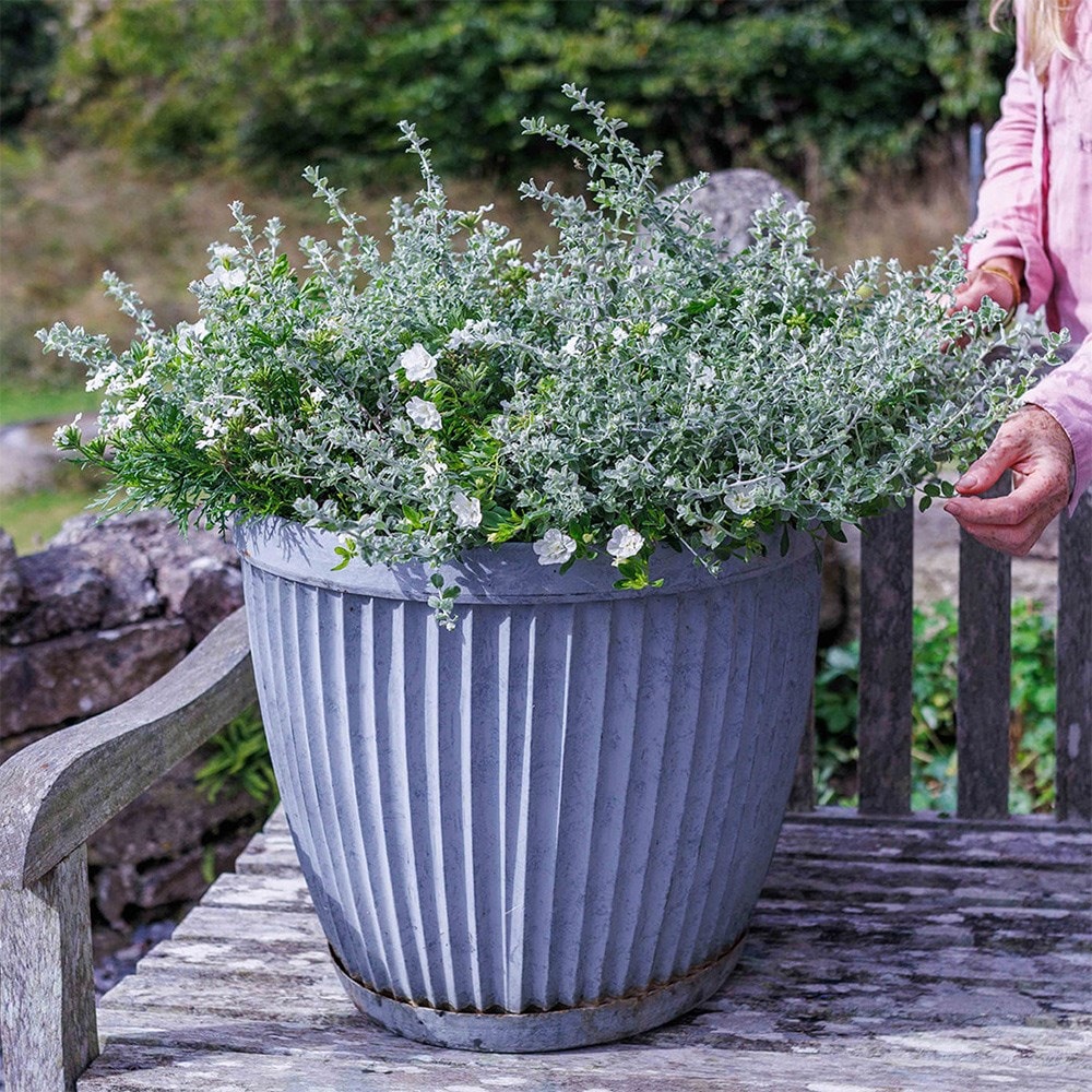 Cool & calm container plant collection