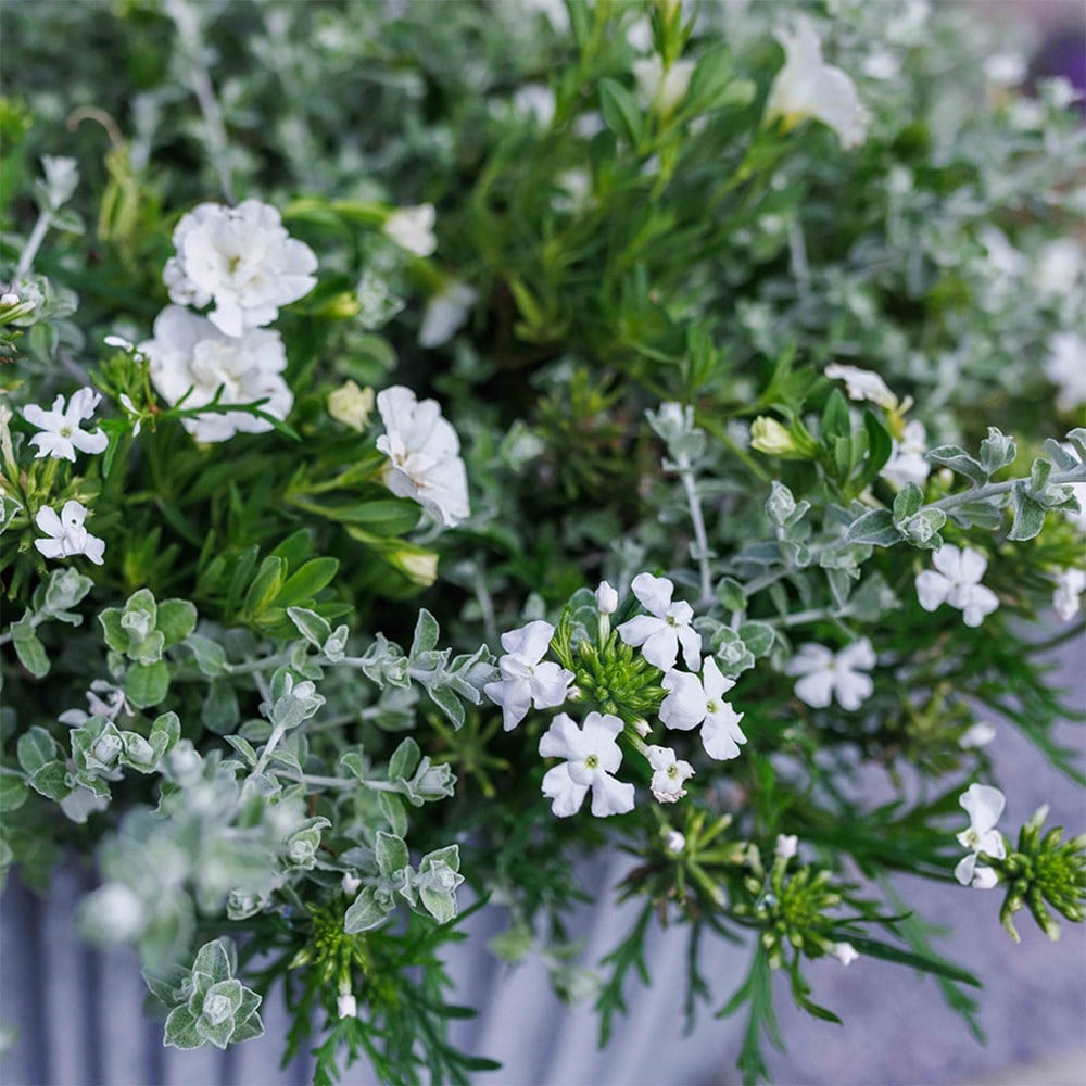 Cool & calm container plant collection