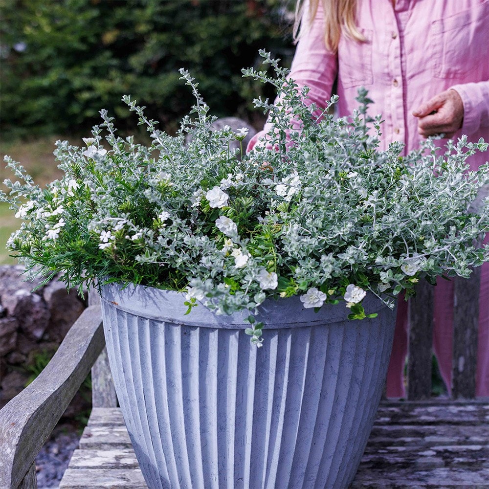 Cool & calm container plant collection