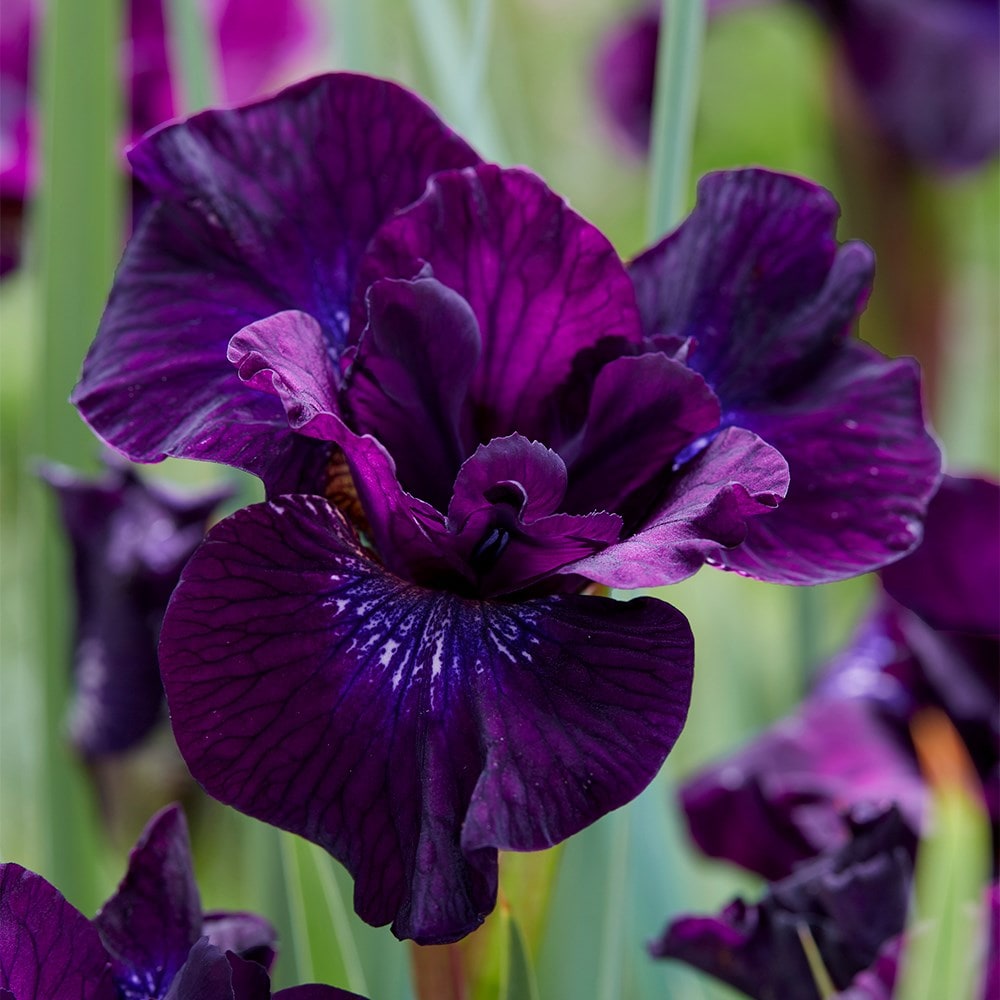 <i>Iris</i> 'Purplelicious'