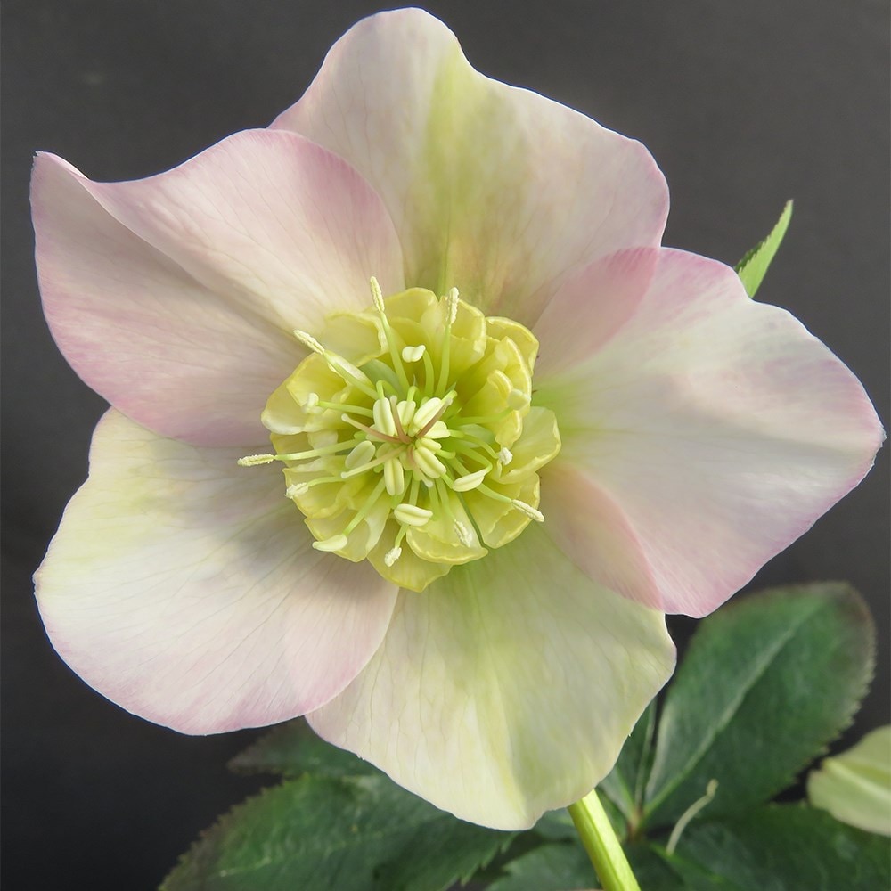 <i>Helleborus</i> 'Grace Elizabeth'