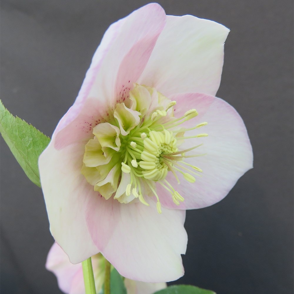 <i>Helleborus</i> 'Grace Elizabeth'