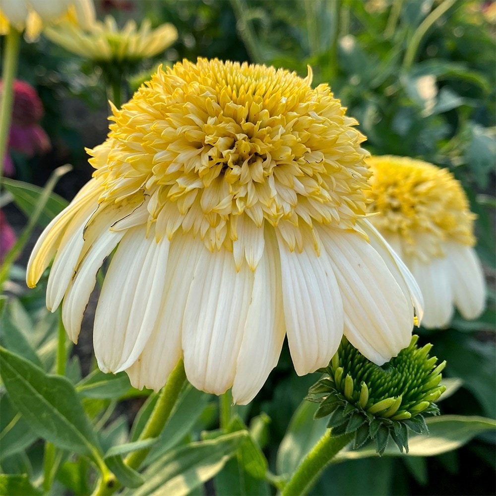 <i>Echinacea</i> 'Fried Egg'