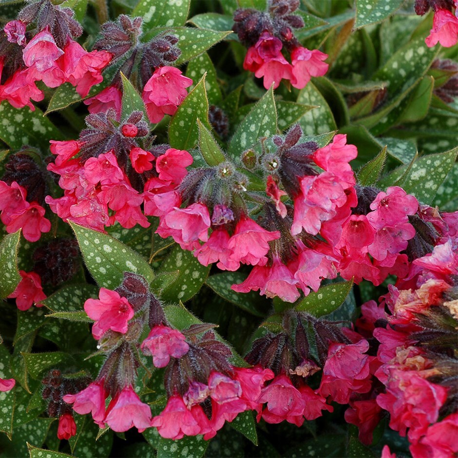 <i>Pulmonaria</i> 'Shrimps on the Barbie'