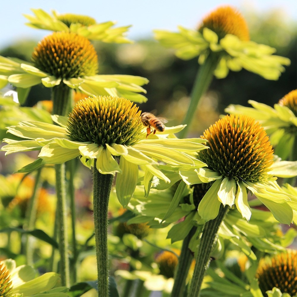 Product options image