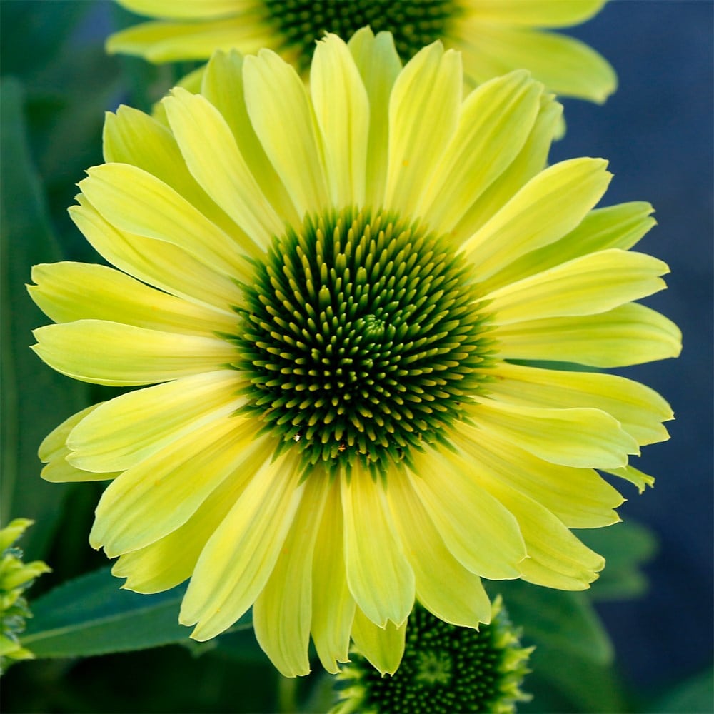 <i>Echinacea</i> 'KISMET® Kiwi'