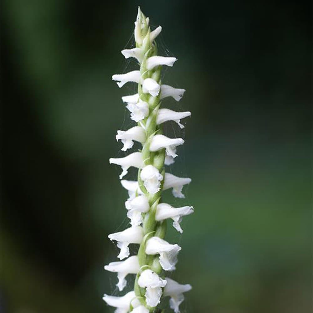 <i>Spiranthes × bightensis</i> 'Chadds Ford'