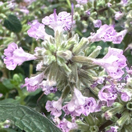 Nepeta Serene Wild Orchid