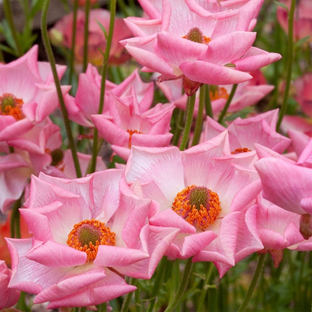<i>Ranunculus</i> <b class=small-caps>Rococo Pink</b> ('Rocpink') (PBR) (Rococo Series)