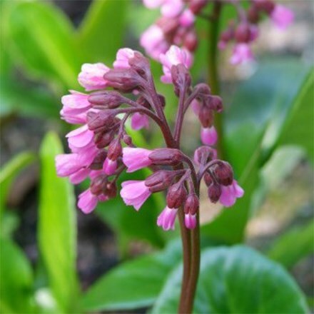 Bergenia Wintermarchen