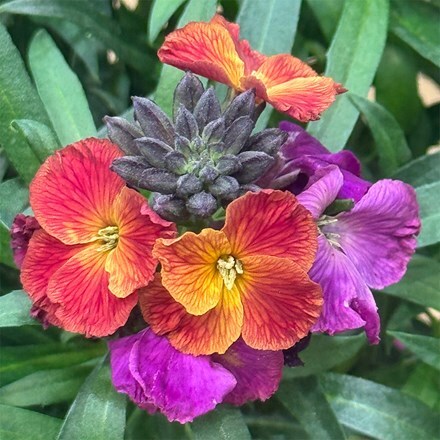 Erysimum Winter Berry