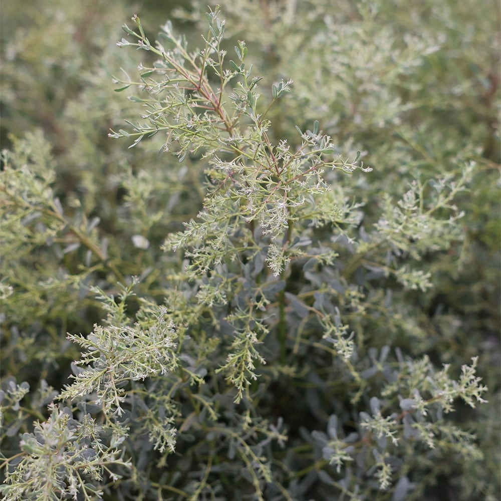 <i>Eucalyptus gunnii</i> <b class=small-caps>France Bleu</b> ('Rengun') (PBR)