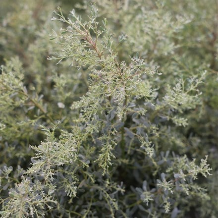 Eucalyptus gunnii France Bleu ('Rengun') (PBR)