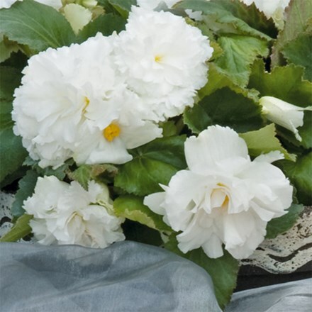 Begonia Nonstop White