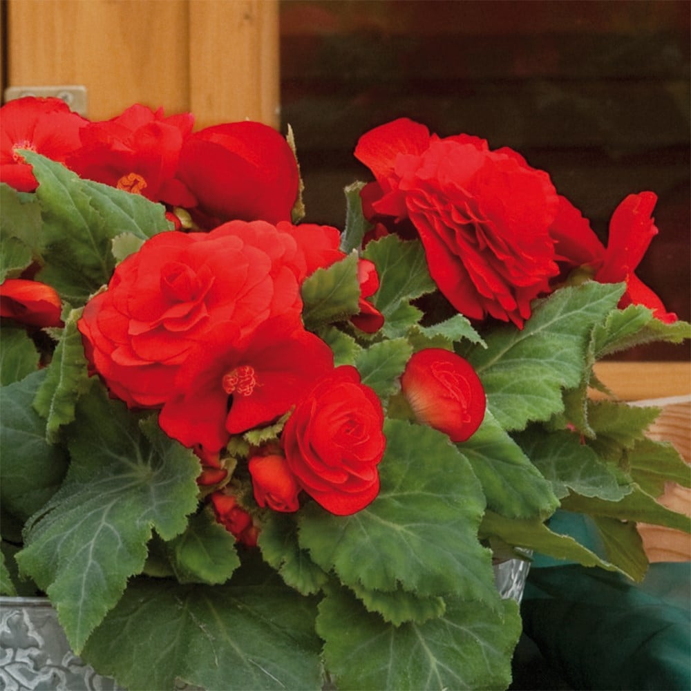 <i>Begonia</i> 'Nonstop Red'