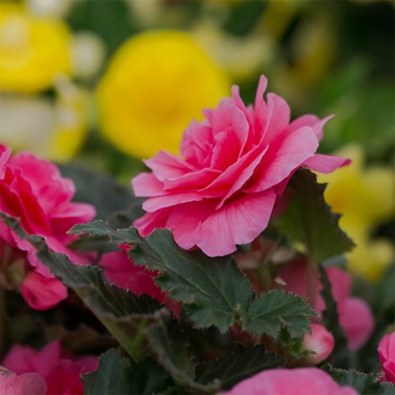 Begonia Nonstop Pink
