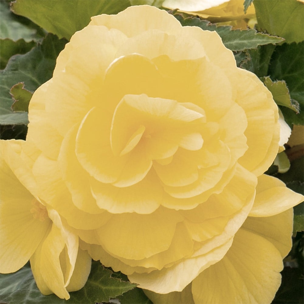 <i>Begonia</i> 'Nonstop Lemon'