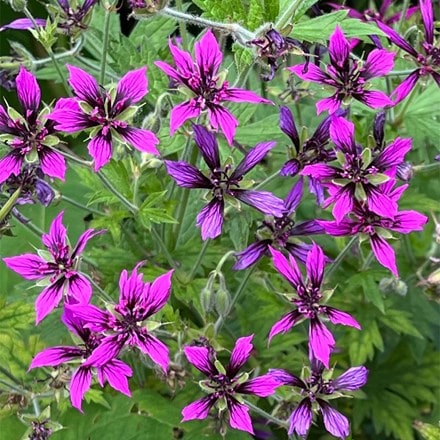 Geranium psilostemon Catherine Deneuve