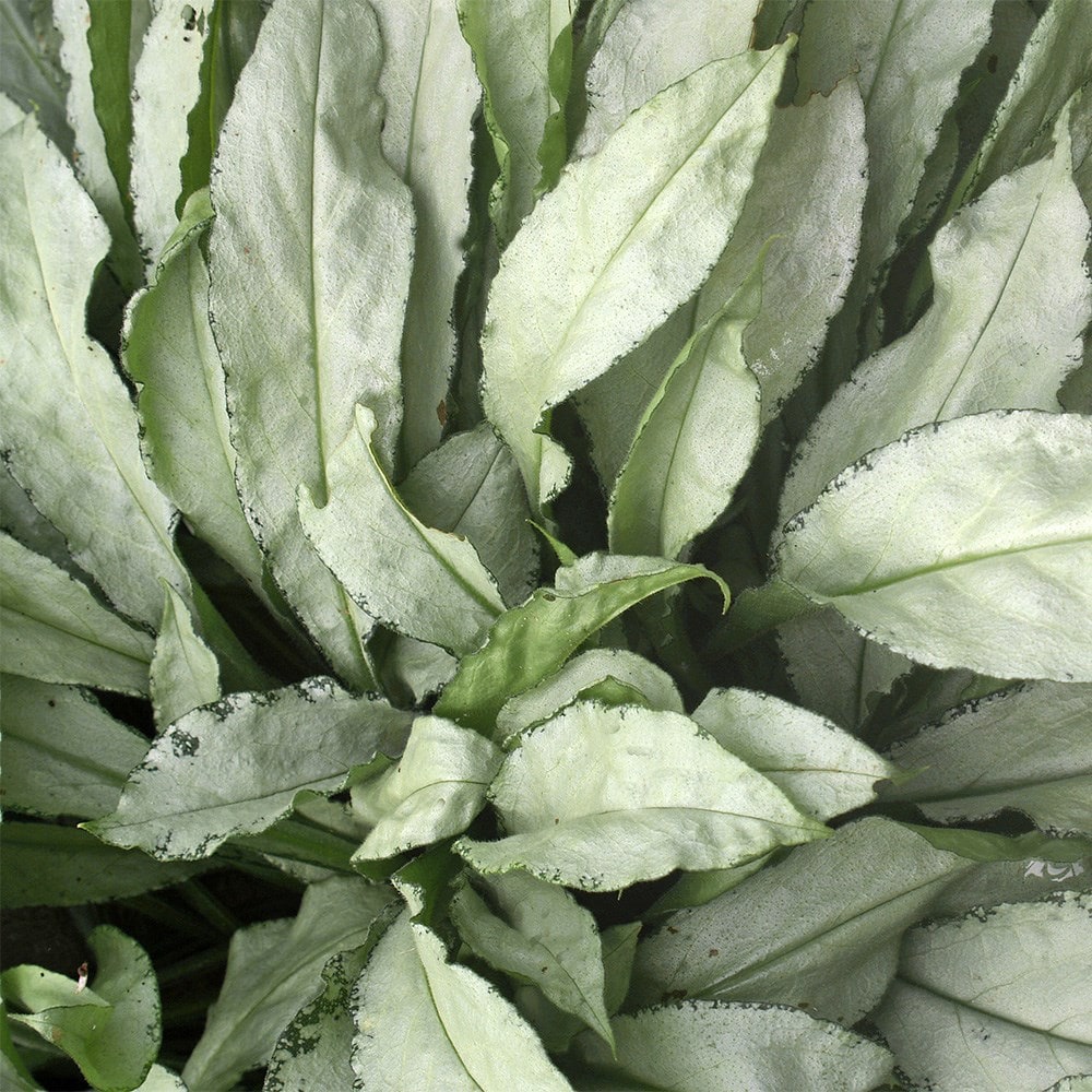 <i>Pulmonaria</i> 'Diana Clare'