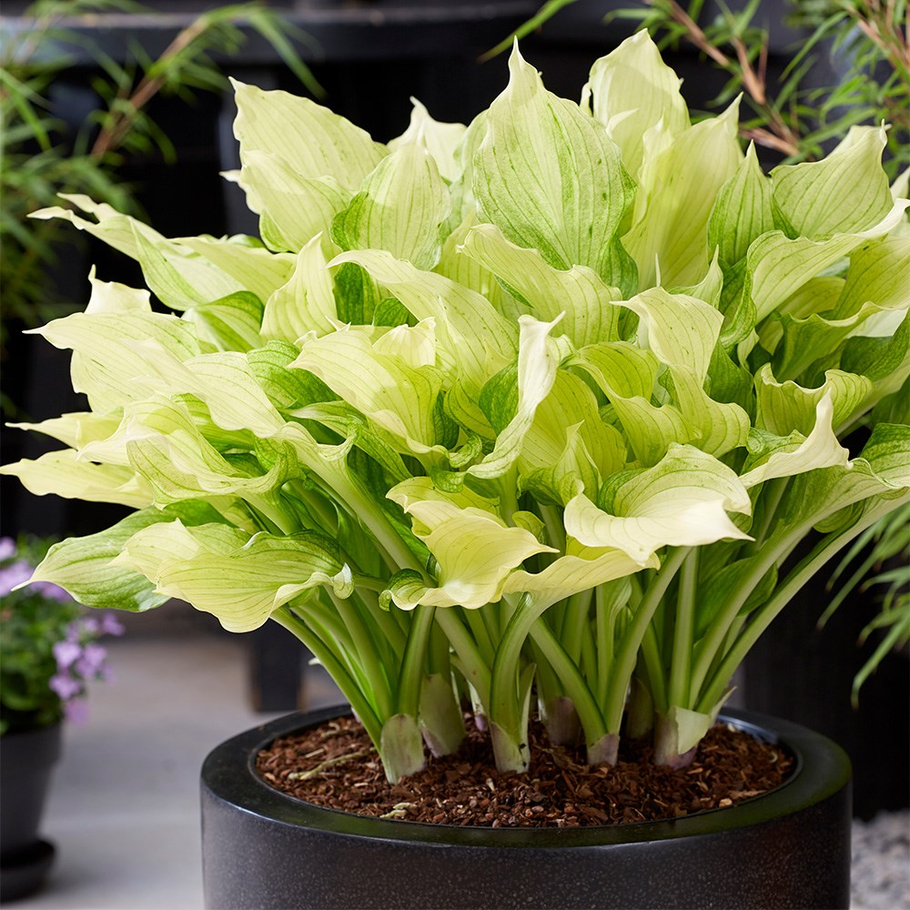 <i>Hosta</i> 'White Feather Improved'