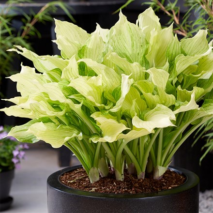 Hosta White Feather Improved