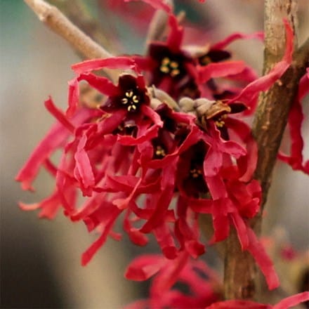 Hamamelis × intermedia Foxy Lady