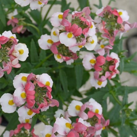 Nemesia Lady Penelope