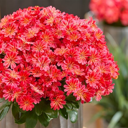 Lewisia Sunset Glow ('Marianni') (PBR)