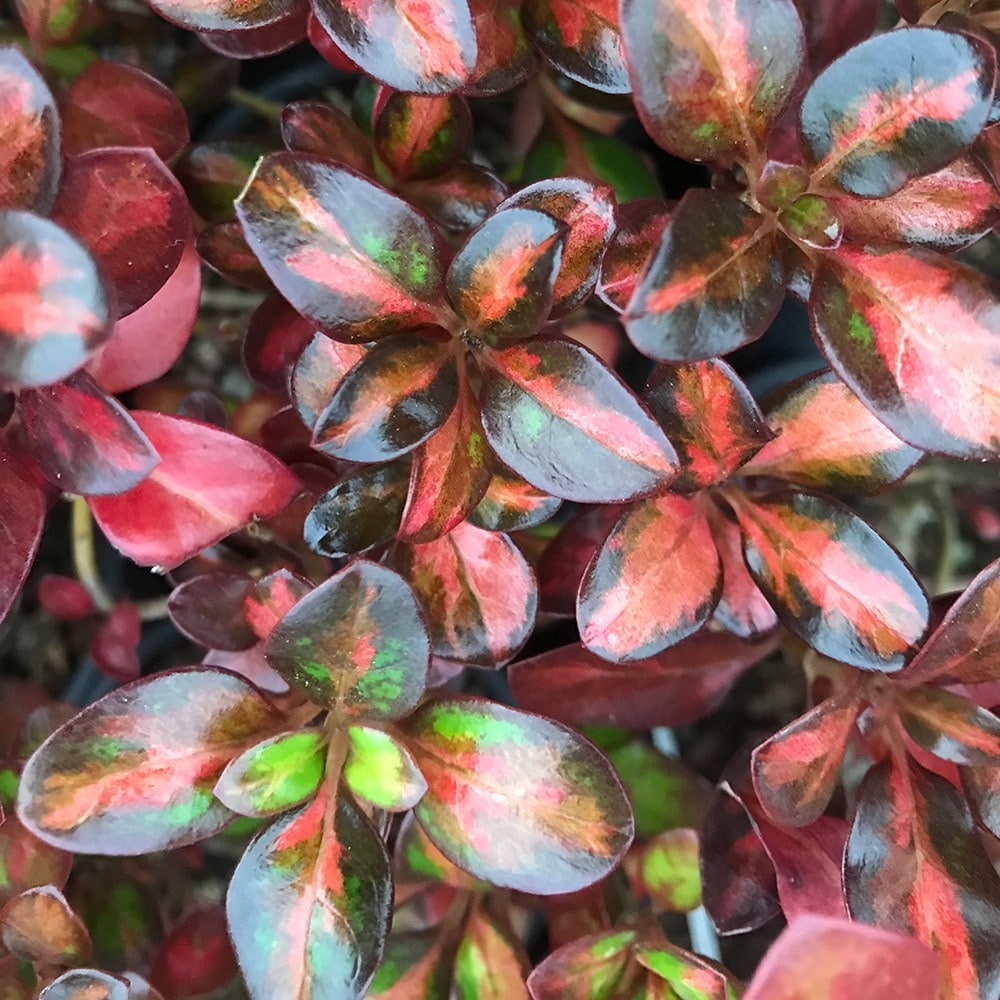 <i>Coprosma</i> <b class=small-caps>Glowing Embers</b> ('Alcopow') (PBR)