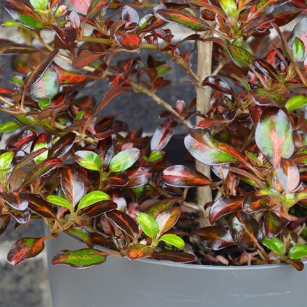 Coprosma 'Glowing Embers'