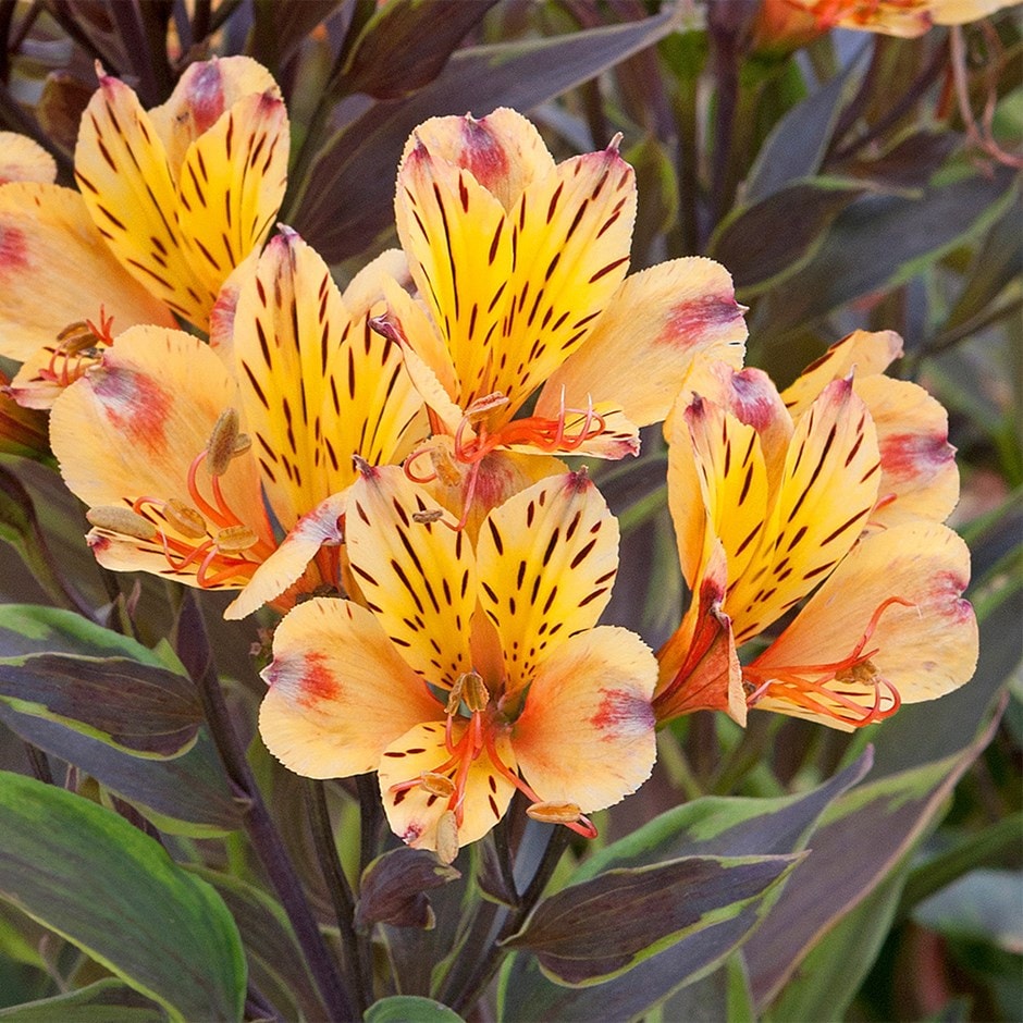 Peruvian lily