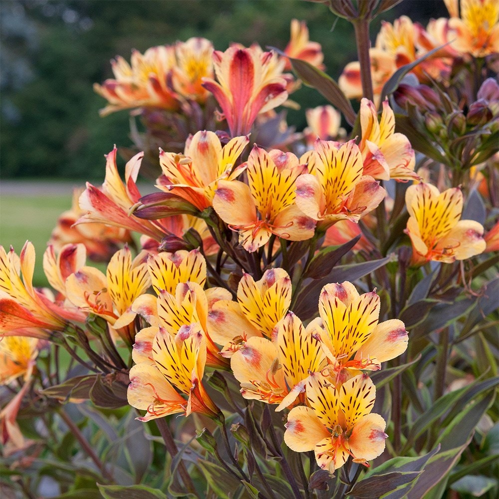 <i>Alstroemeria</i> <b class=small-caps>Summer Breeze</b> ('Teshunte') (PBR) (Summer Paradise Series)