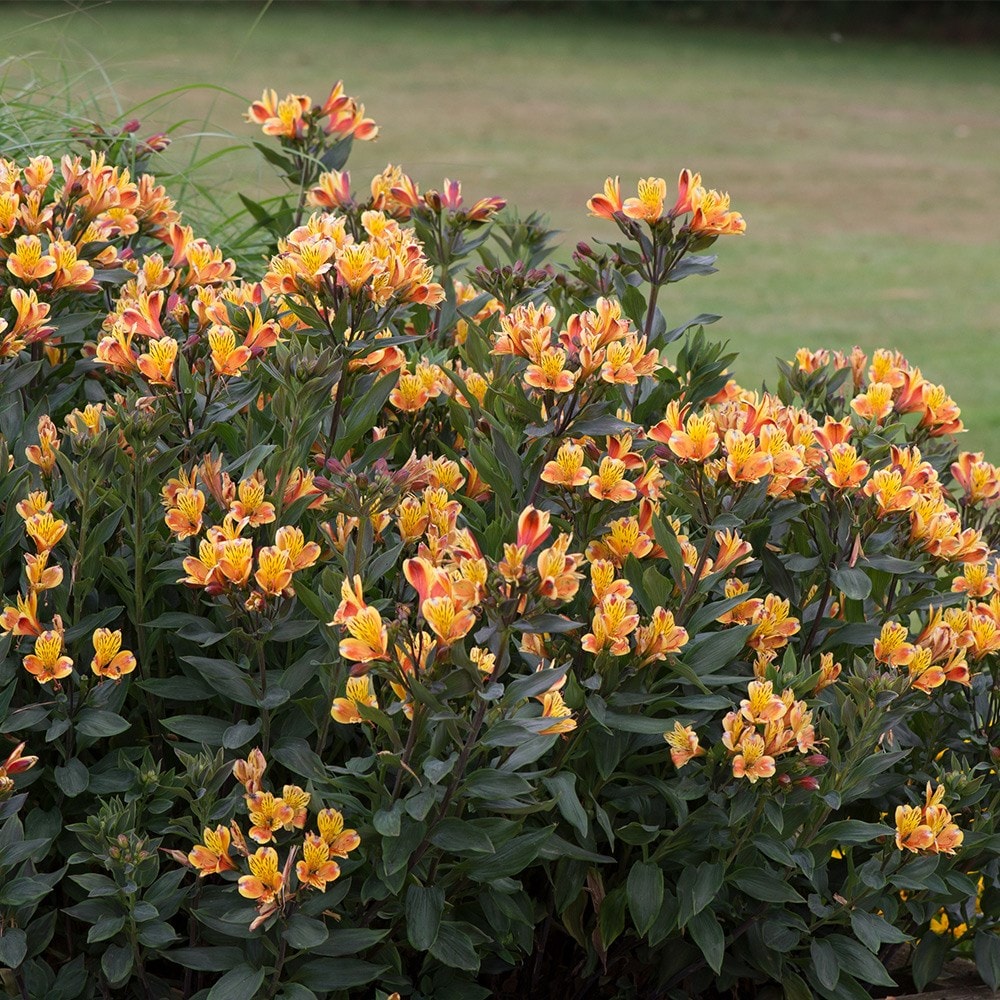 <i>Alstroemeria</i> <b class=small-caps>Summer Breeze</b> ('Teshunte') (PBR) (Summer Paradise Series)