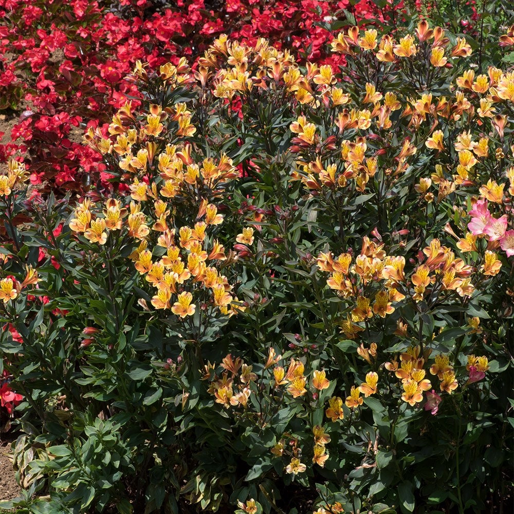 <i>Alstroemeria</i> <b class=small-caps>Summer Breeze</b> ('Teshunte') (PBR) (Summer Paradise Series)