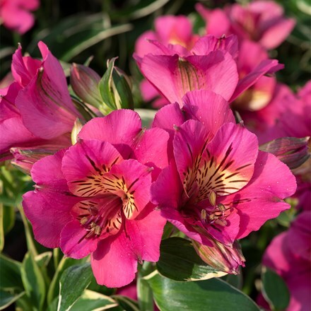 Alstroemeria River Valley ('Tessumriver') (Summer Paradise - Valley Series)