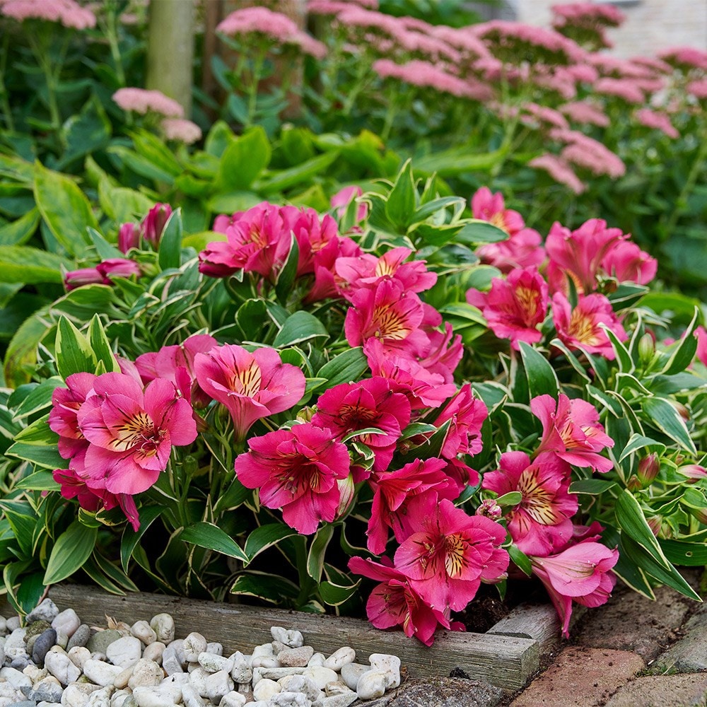 <i>Alstroemeria</i> <b class=small-caps>River Valley</b> ('Tessumriver') (Summer Paradise Valley Series)