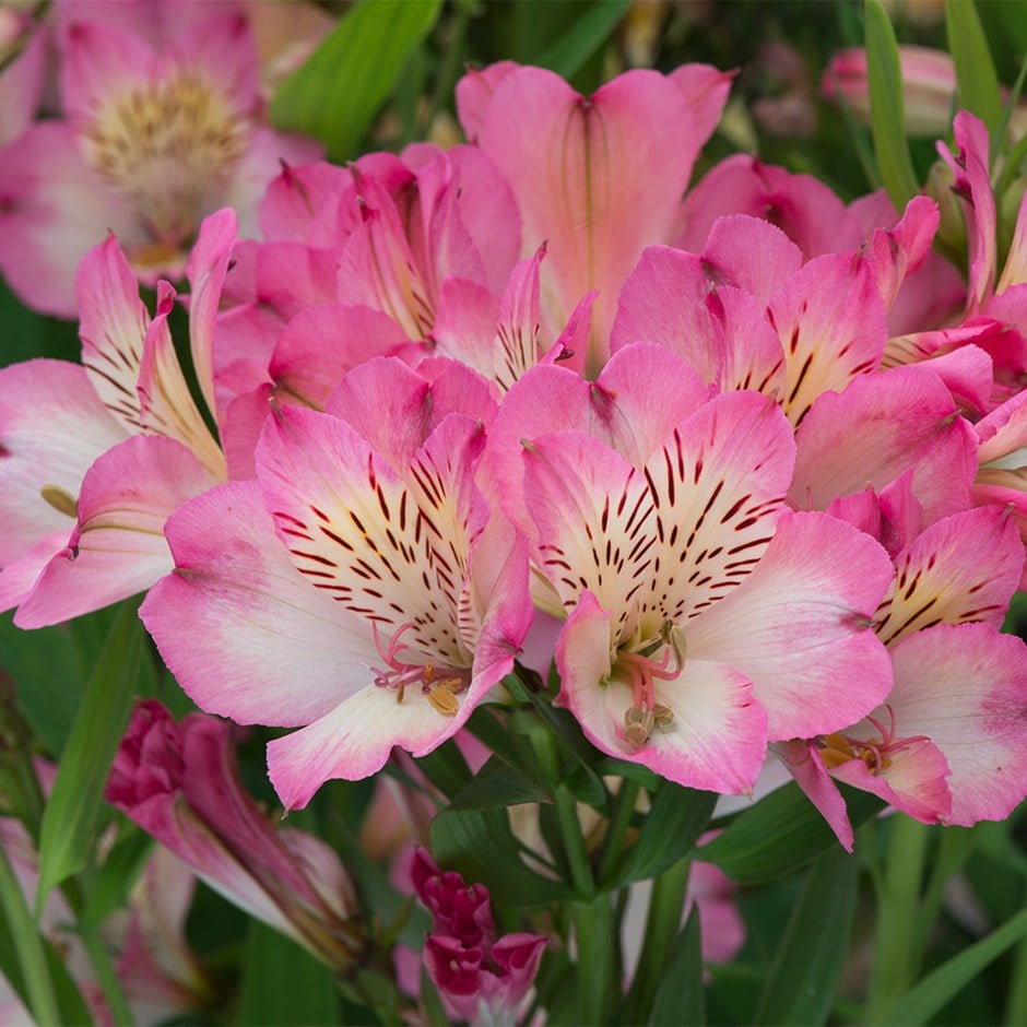 Peruvian lily