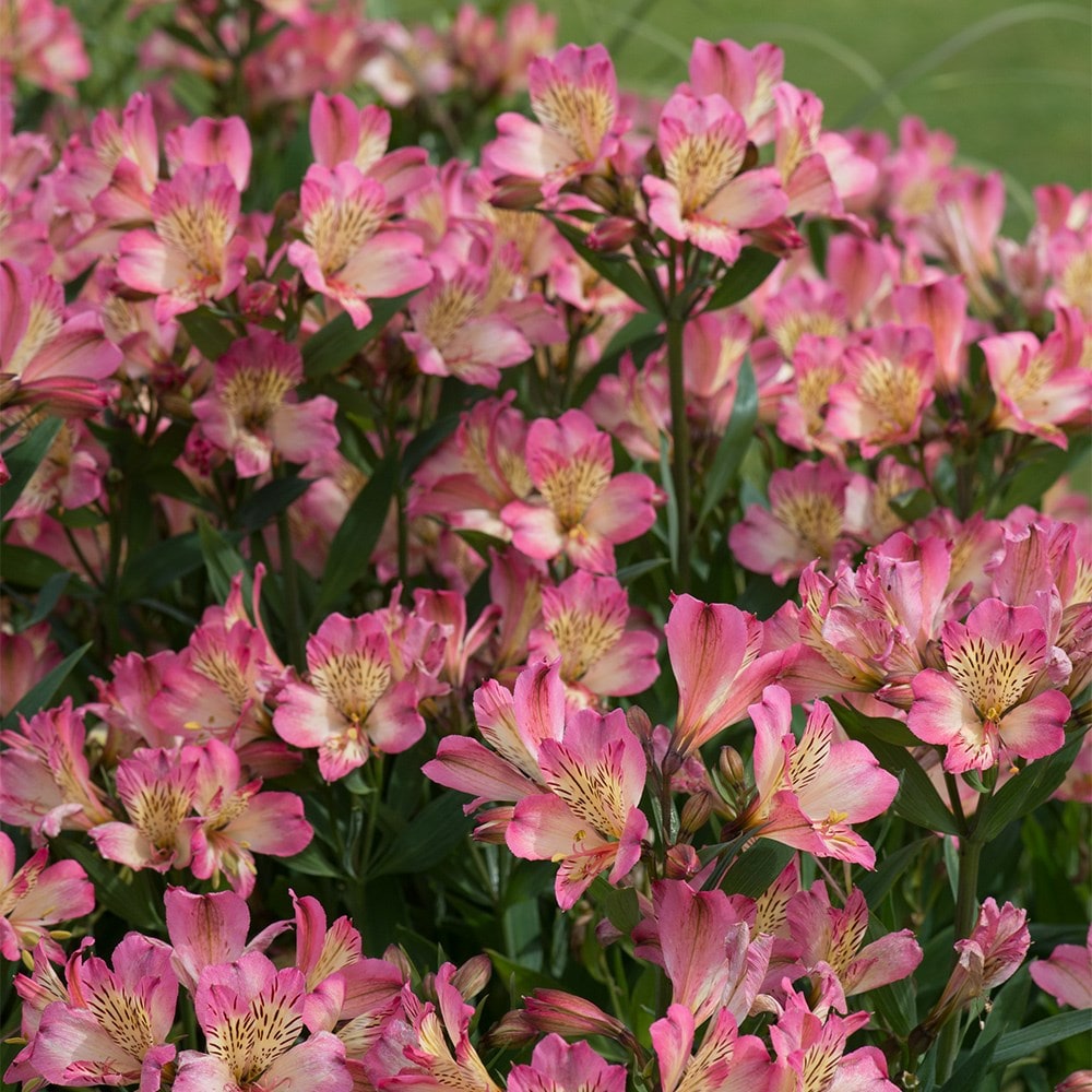 <i>Alstroemeria</i> <b class=small-caps>Summer Break</b> ('Tessumbreak') (PBR) (Summer Paradise Series)