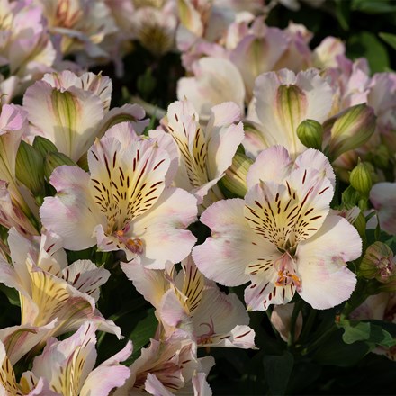 Alstroemeria Times Valley ('Tessvaltime') (Summer Paradise - Valley Series)