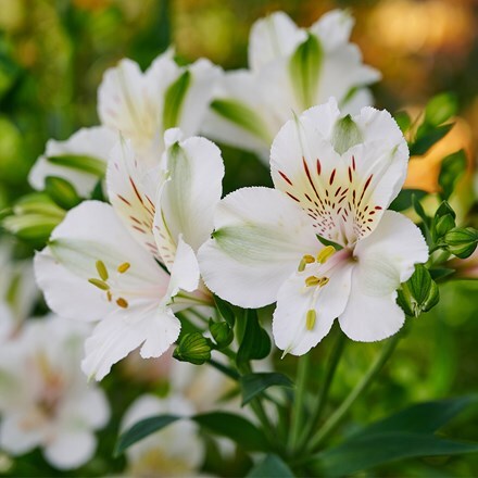 Alstroemeria Summer Ice (Summer Paradise - Series)