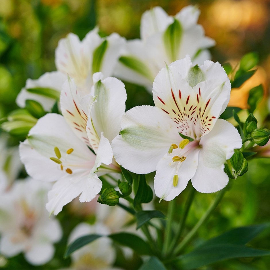 Peruvian lily