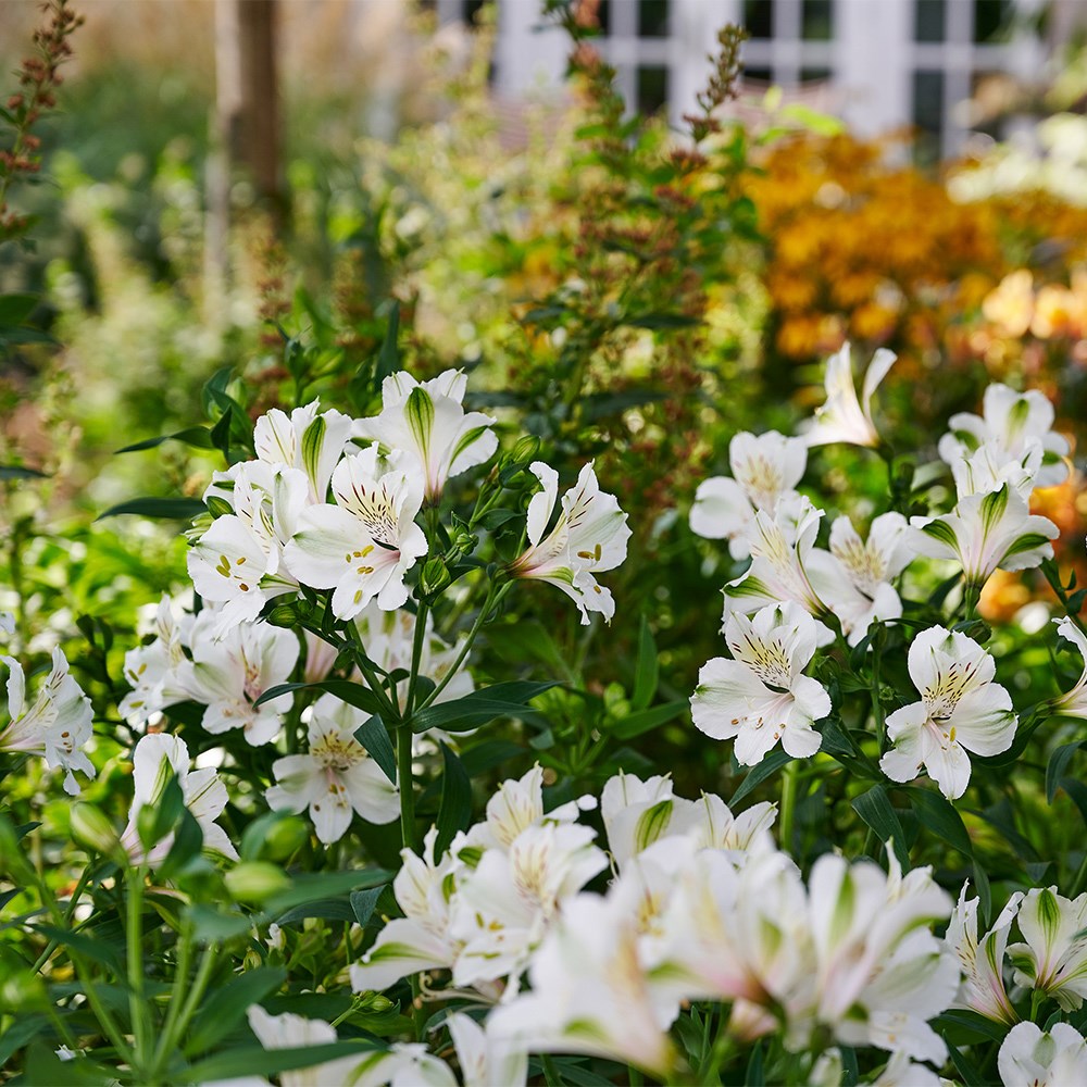 <i>Alstroemeria</i> <b class=small-caps>Summer Ice</b> (Summer Paradise - Series)