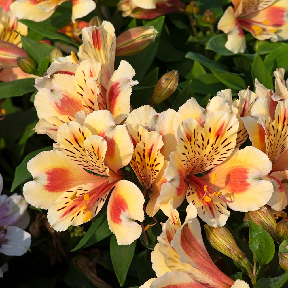 Peruvian lily
