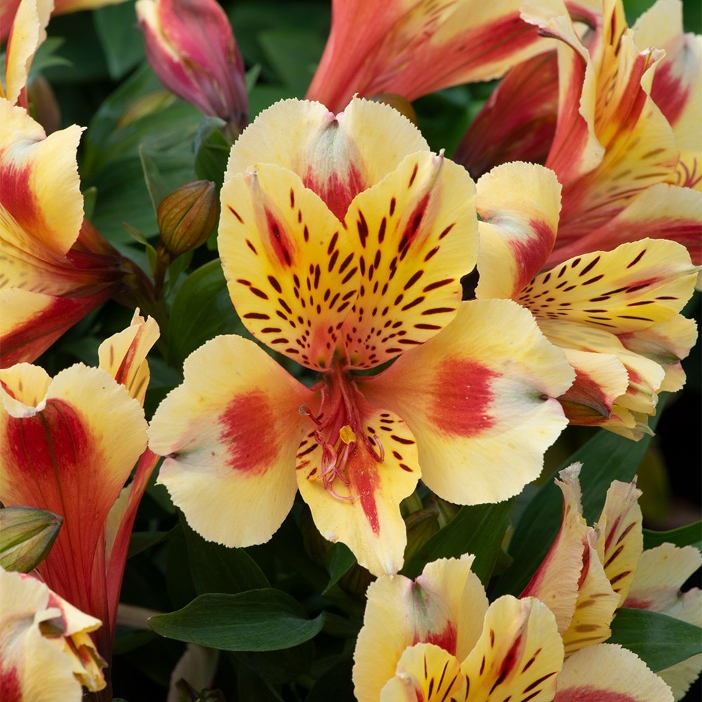 <i>Alstroemeria</i> <b class=small-caps>Inticancha Sunset</b> ('Tessunse') (Inticancha Sun Series)