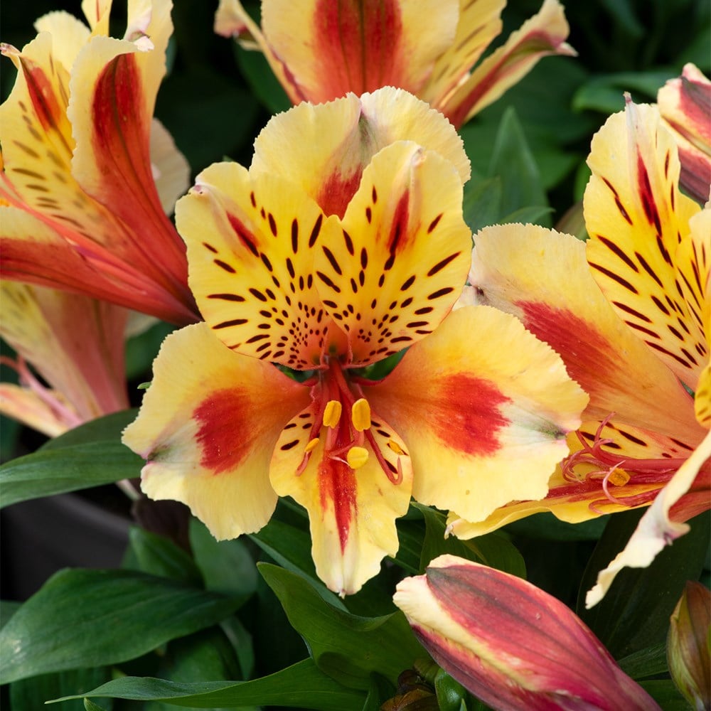 <i>Alstroemeria</i> <b class=small-caps>Inticancha Sunset</b> ('Tessunse') (Inticancha Sun Series)