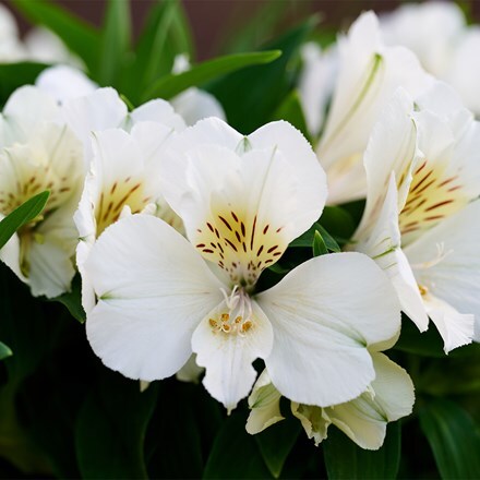 Alstroemeria Inticancha Sunburst