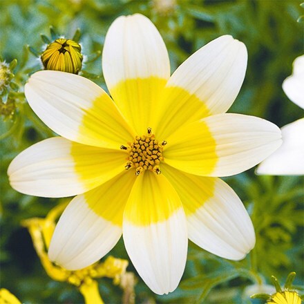 Bidens Sunbird White-Yellow