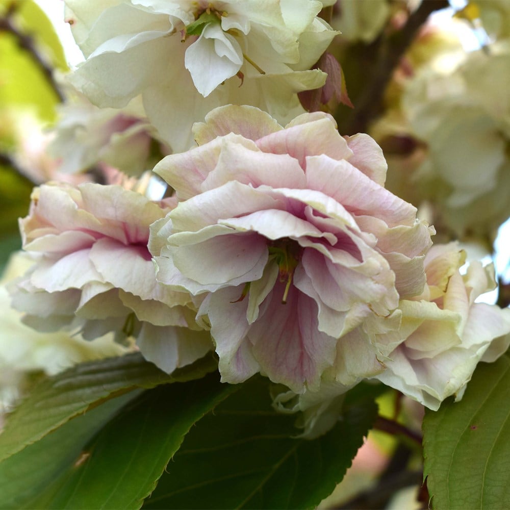 <i>Prunus sumaura fugenzo</i> 'Japanese lantern'