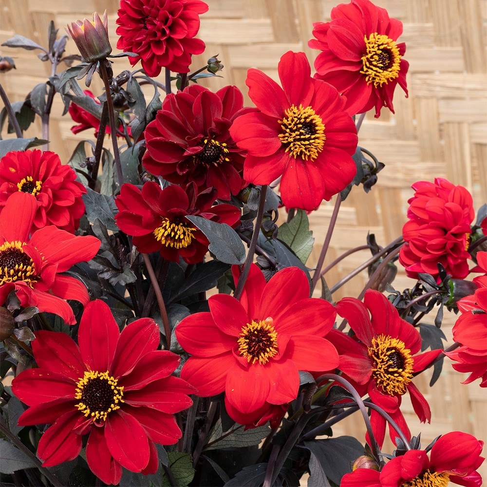 Product options image