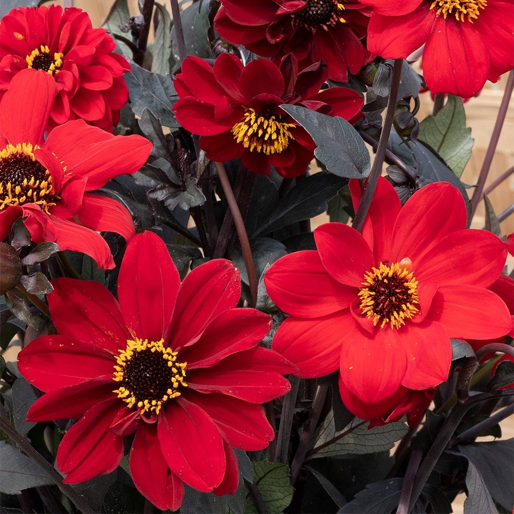 <i>Dahlia</i> 'Black Forest Ruby'